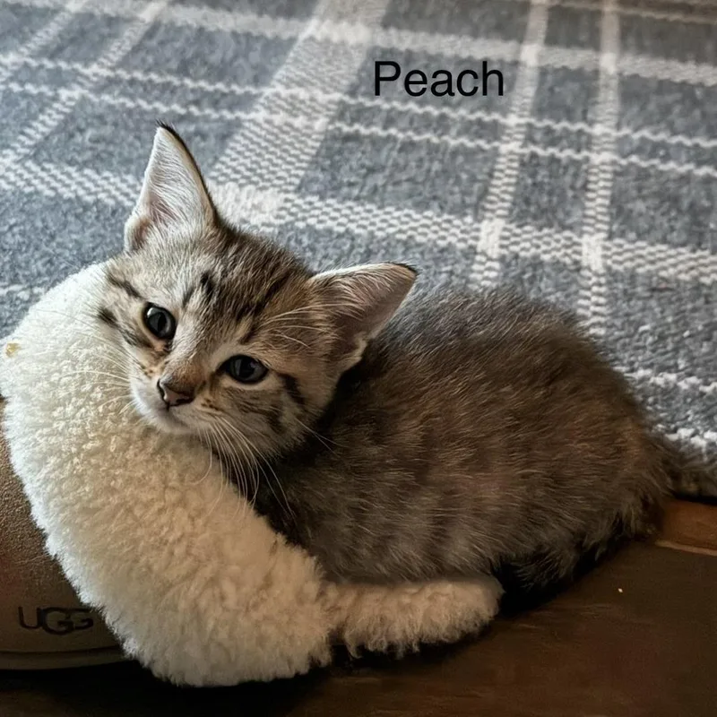 A baby small-sized female Brown / Chocolate Domestic Short Hair cat named Peach for adoption in Wheeling, IL
