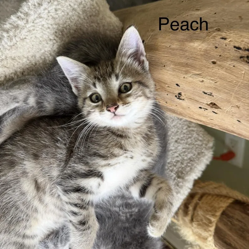 Peach thumbnail 2