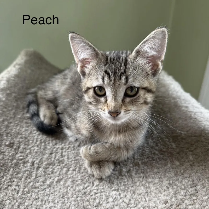 Peach thumbnail 3