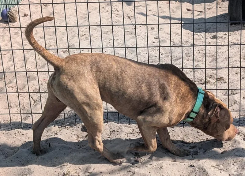 A young small-sized male American Bulldog dog named TigerGood Young Boy! for adoption in Fort Myers, FL