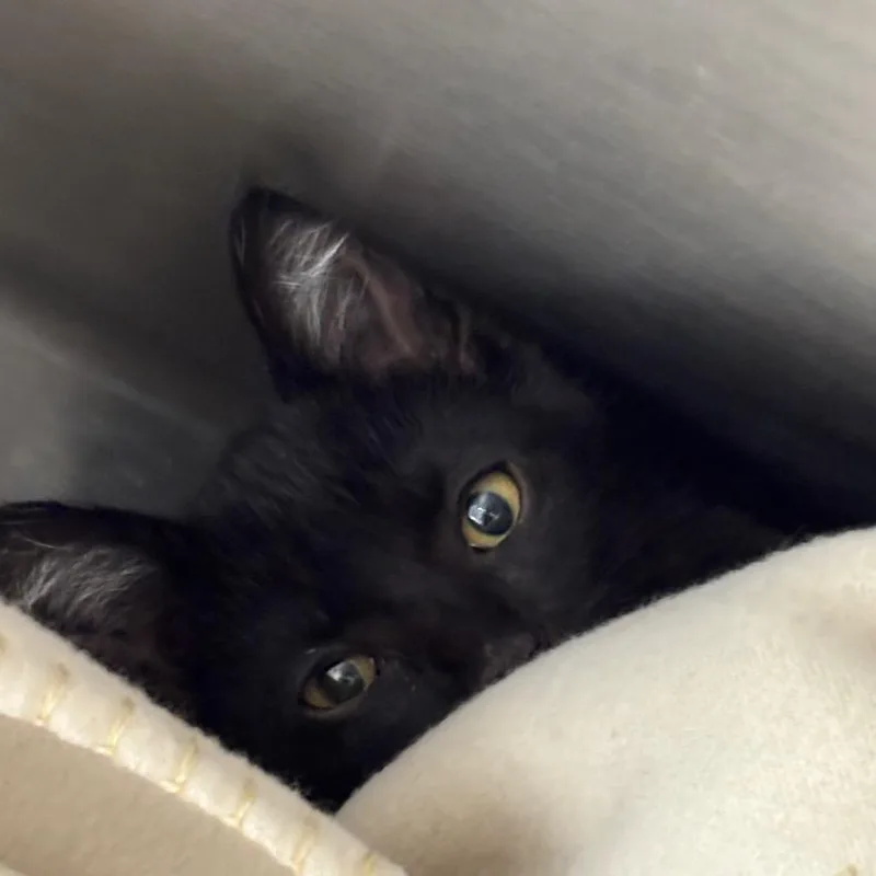 A baby small-sized male Black Domestic Short Hair cat named Berg for adoption in Fort Wayne, IN