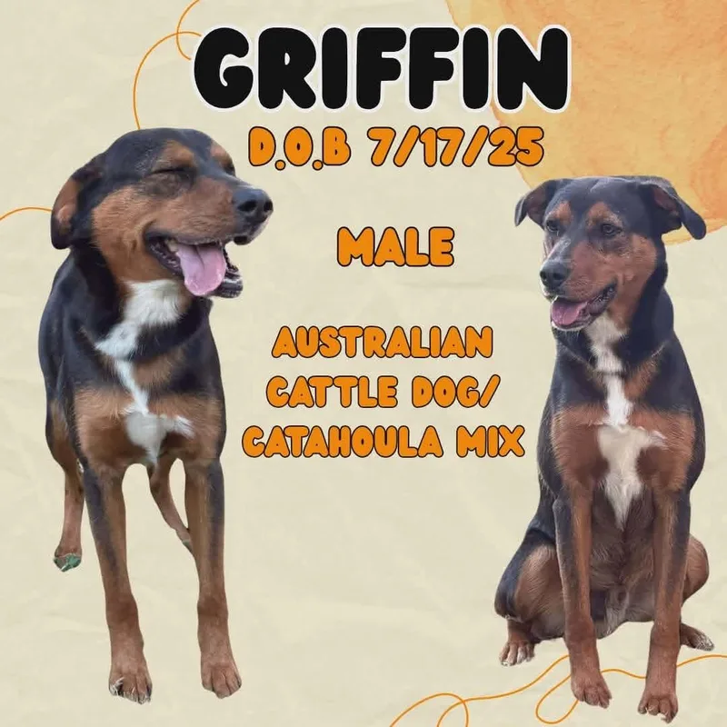 Griffin