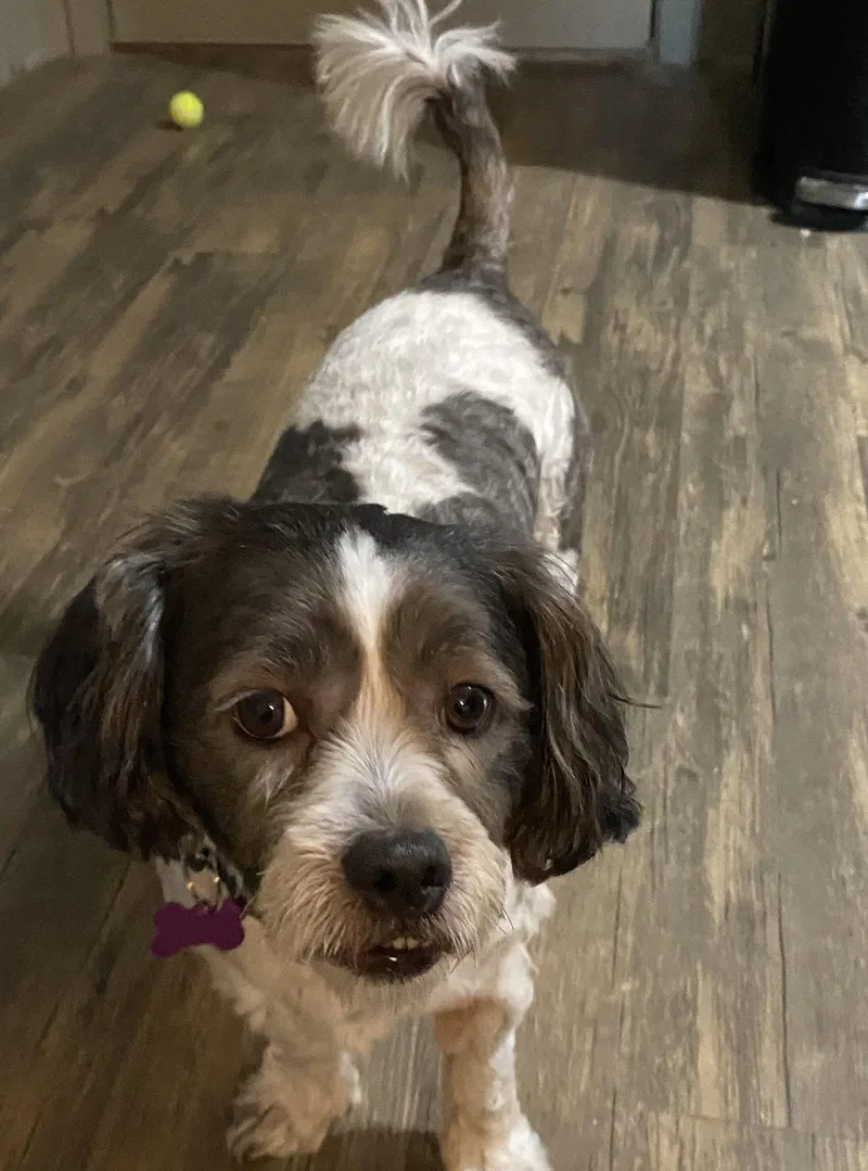 An adult small-sized male Shih Tzu dog named Luky for adoption in Alpharetta, GA