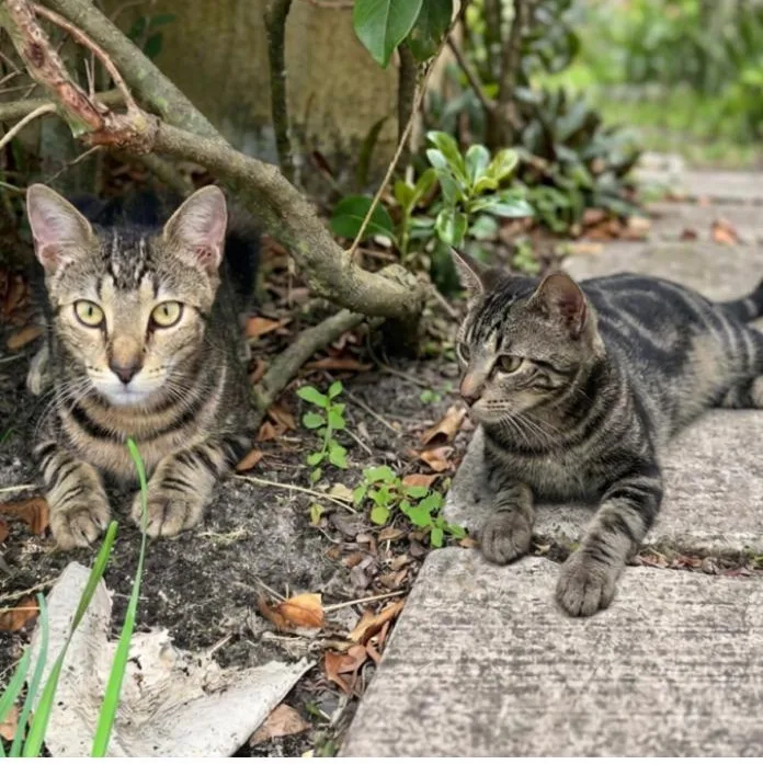 Miso & Maui