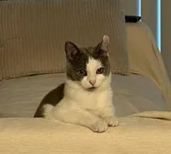 A baby medium-sized female Domestic Short Hair cat named Venice for adoption in Youngsville, NC