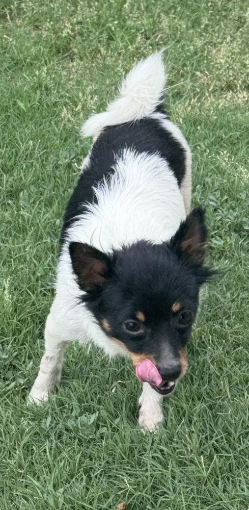 A young small-sized female Chihuahua dog named Daisy for adoption in Mesquite, TX
