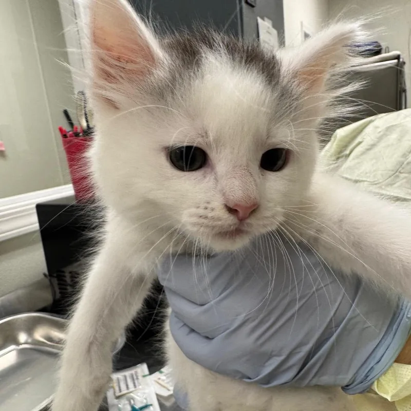 A baby small-sized male White Domestic Long Hair cat named Denver for adoption in Pekin, IL