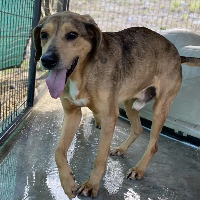 An adult medium-sized male Brown / Chocolate Hound dog named Amos for adoption in Caryville, TN