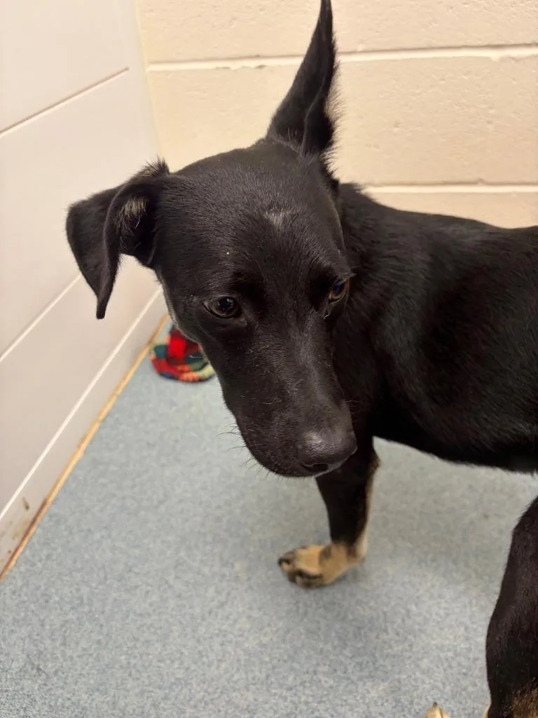 An adult medium-sized female Terrier dog named Helen for adoption in Portland, IN