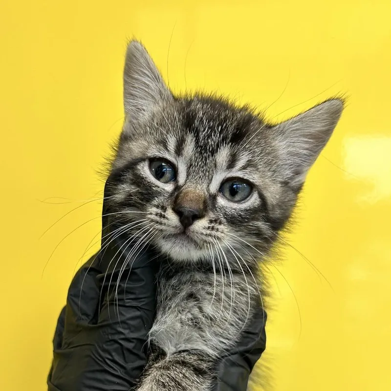 A baby small-sized female Black Domestic Short Hair cat named Bay for adoption in Abilene, TX