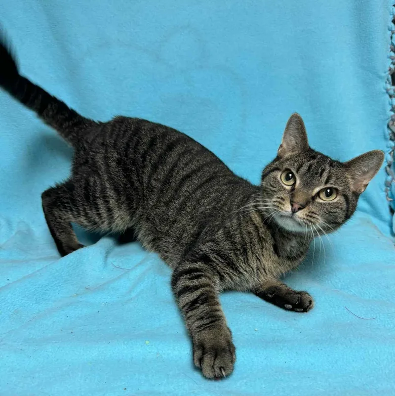 An adult medium-sized male Tabby (Brown / Chocolate) Domestic Short Hair cat named Alf for adoption in Waterloo, IA