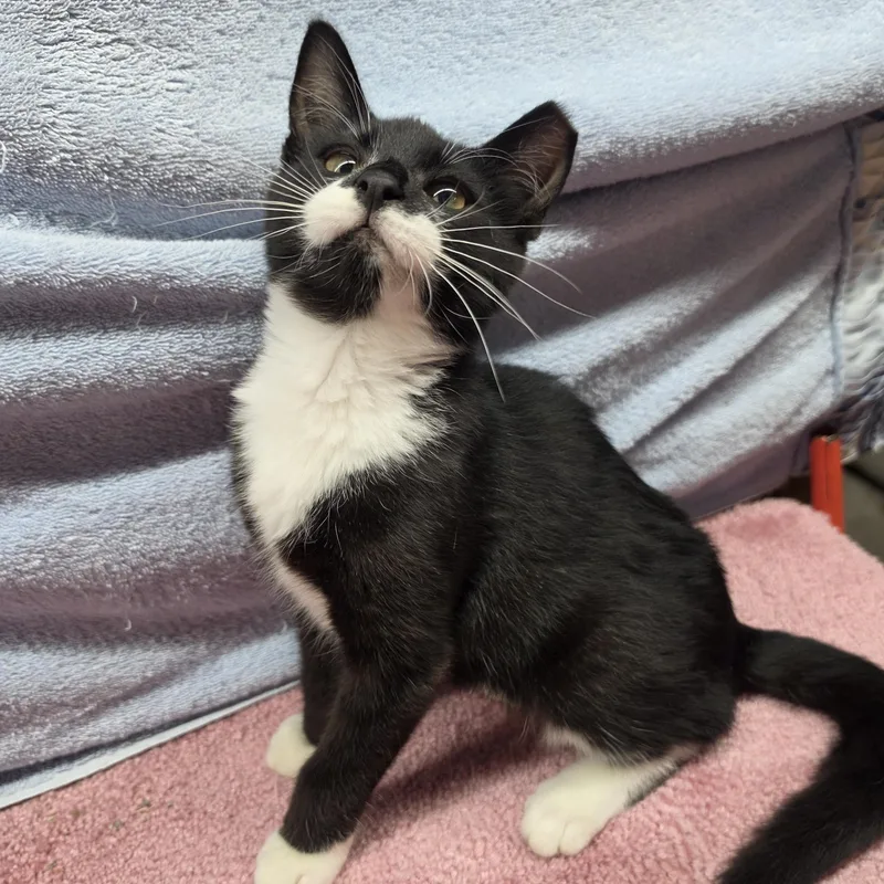 A baby small-sized male Black & White / Tuxedo Domestic Short Hair cat named Simone for adoption in Avon Lake, OH