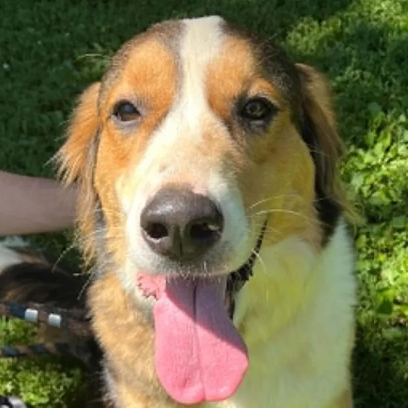 A young medium-sized female Tricolor (Brown, Black, & White) Anatolian Shepherd dog named Luna for adoption in Robinson, IL