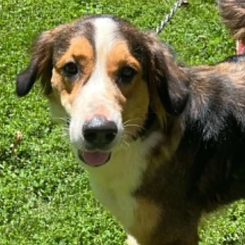 Luna thumbnail 2