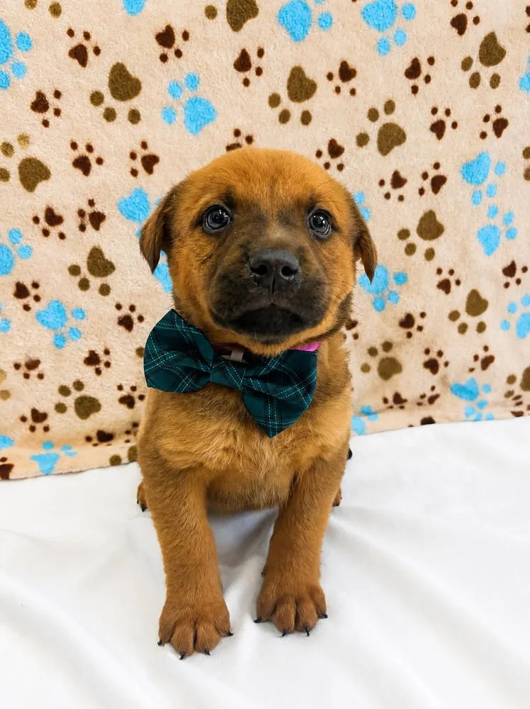 A baby small-sized male Brown / Chocolate Mixed Breed dog named Parker for adoption in Dickson, TN