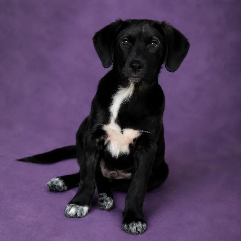 A baby medium-sized male Black Labrador Retriever dog named Homer for adoption in Heber Springs, AR