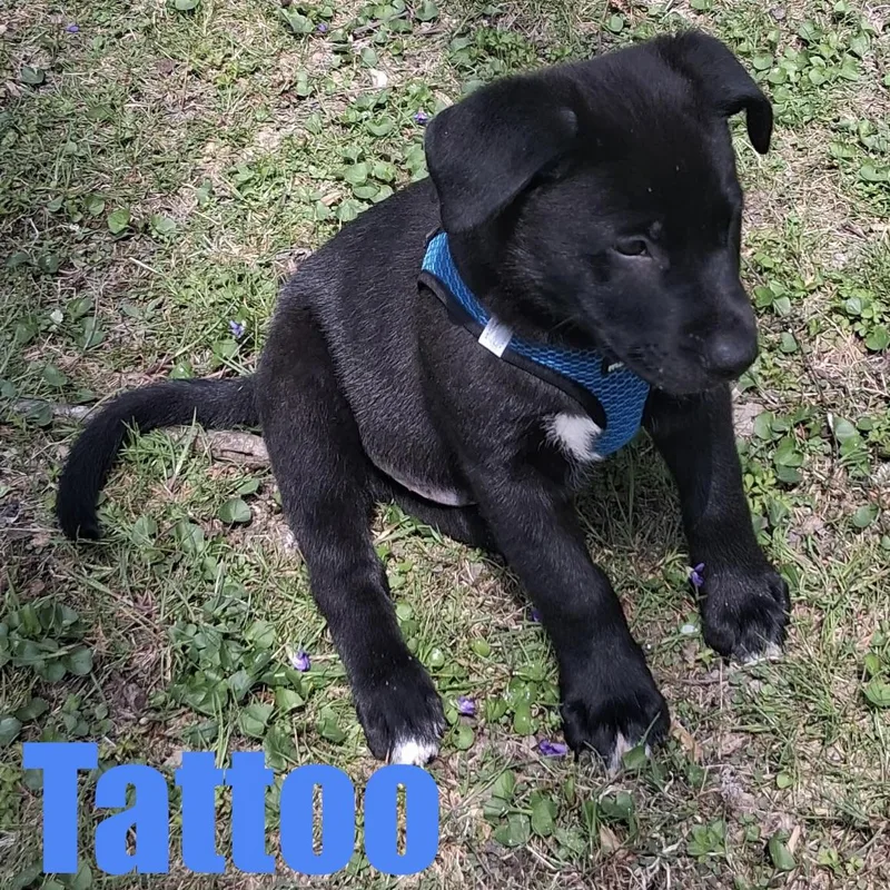 A baby large-sized male Terrier dog named Tattoo for adoption in Ellicott City, MD