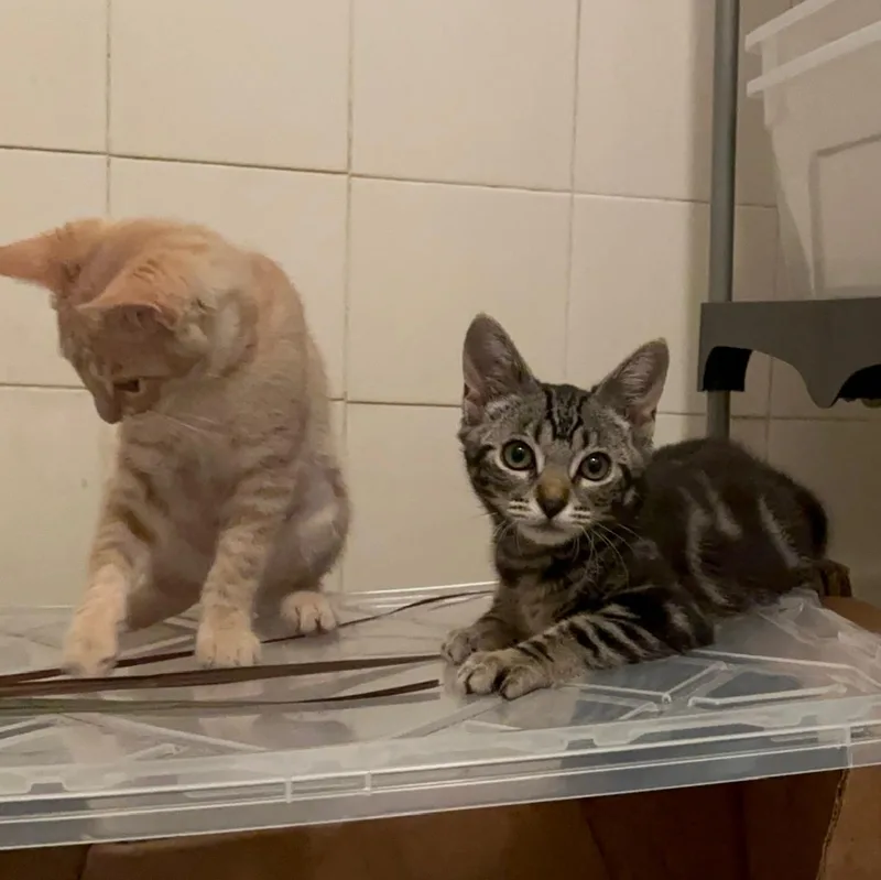 A baby large-sized male Tabby (Tiger Striped) Domestic Short Hair cat named Terriyaki for adoption in Santa Ana, CA