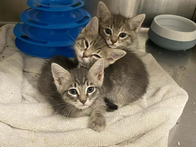 A baby small-sized male Domestic Short Hair cat named Santana for adoption in Tustin, CA