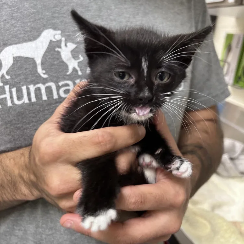 A baby small-sized male Black Domestic Short Hair cat named Mellowdy for adoption in Asheville, NC