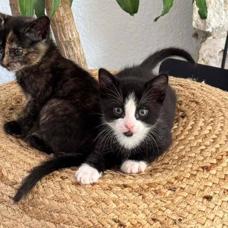 A baby small-sized male Black Domestic Short Hair cat named Bon Bon for adoption in Austin, TX