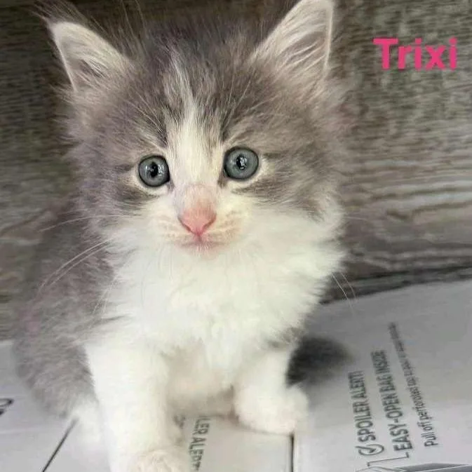 A young small-sized female Gray / Blue / Silver Domestic Long Hair cat named Trixi for adoption in West Plains, MO