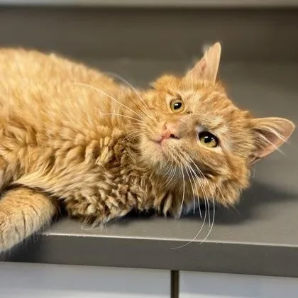 A baby large-sized male Orange / Red Domestic Long Hair cat named Kumquat for adoption in Tinley Park, IL