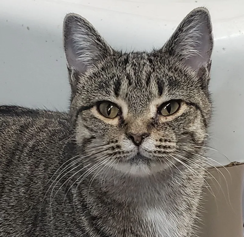 Little Show thumbnail 2