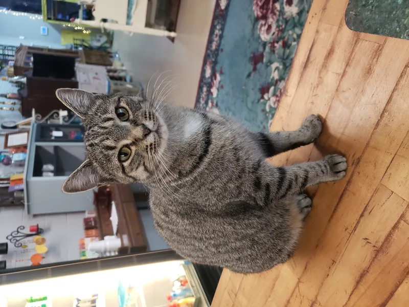 Little Show thumbnail 3