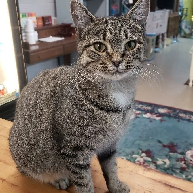 Little Show thumbnail 4