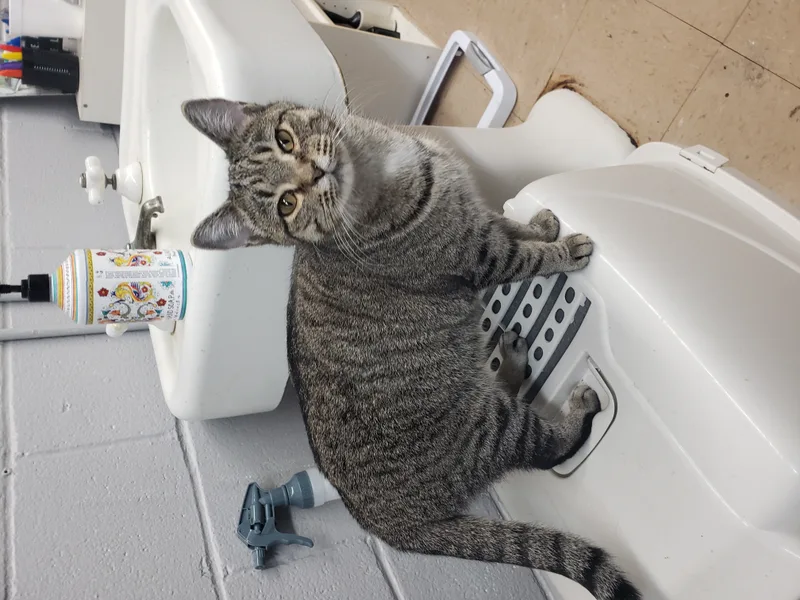 Little Show thumbnail 5