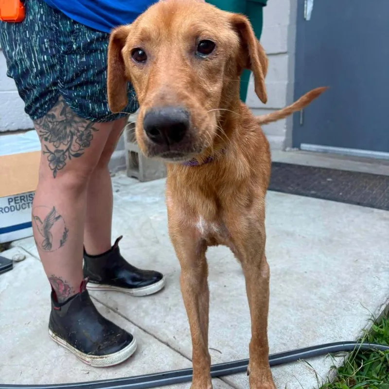 An adult small-sized male Red / Chestnut / Orange Mixed Breed dog named Augustus Gloop Stray Hold for adoption in Huntington, WV