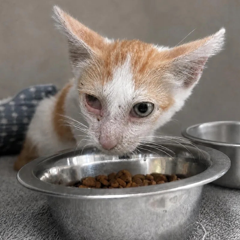 A baby small-sized male Orange / Red Domestic Short Hair cat named Xiumin for adoption in Austin, TX