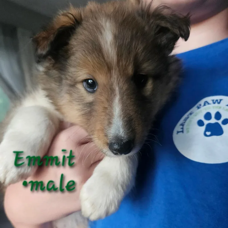 Emmitt