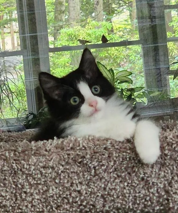 A baby medium-sized male Black & White / Tuxedo Domestic Long Hair cat named Versace for adoption in Wayne, NJ