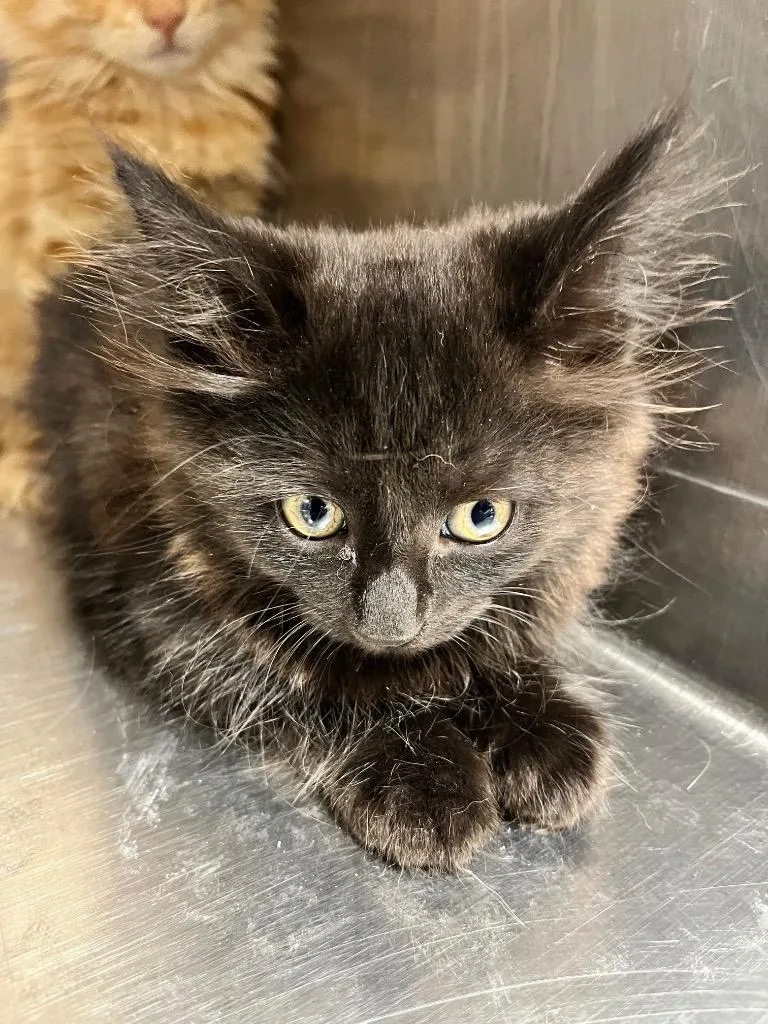 A baby small-sized female Domestic Short Hair cat named Slinkie for adoption in Hopkinsville, KY