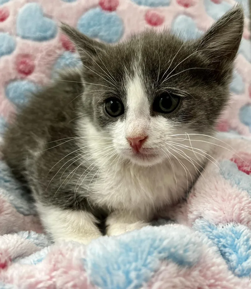 A baby medium-sized female Gray / Blue / Silver Domestic Short Hair cat named Galadriel Of The Shire for adoption in Chandler, AZ