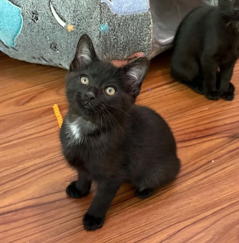 A baby medium-sized male Black Domestic Short Hair cat named Hendrix for adoption in Ona, WV