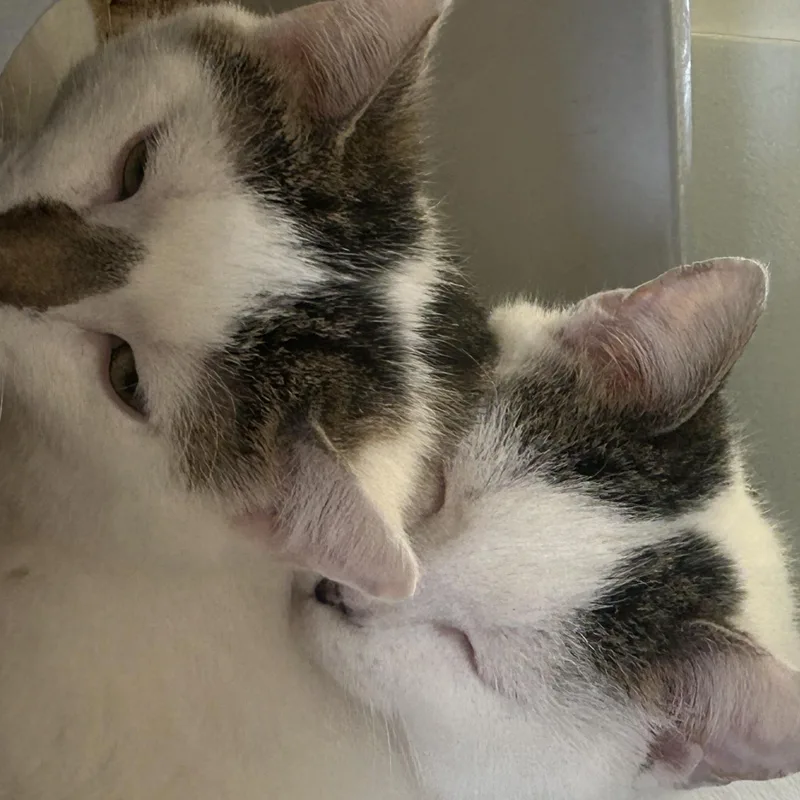 Klondike thumbnail 2