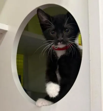 A baby small-sized male Black Domestic Short Hair cat named Max for adoption in Kansas City, MO