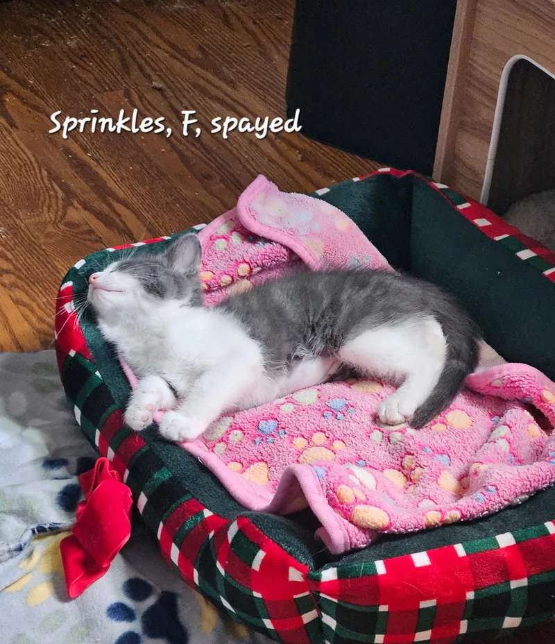A baby medium-sized male Domestic Short Hair cat named Cookie Clan for adoption in Succasunna, NJ