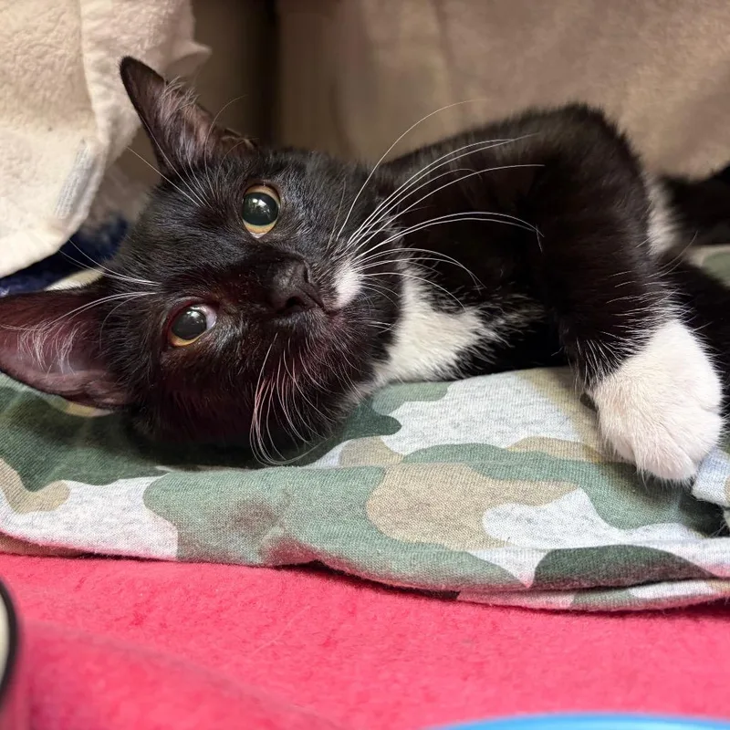 A baby small-sized female Black Domestic Short Hair cat named Gabby Goggles for adoption in York, PA