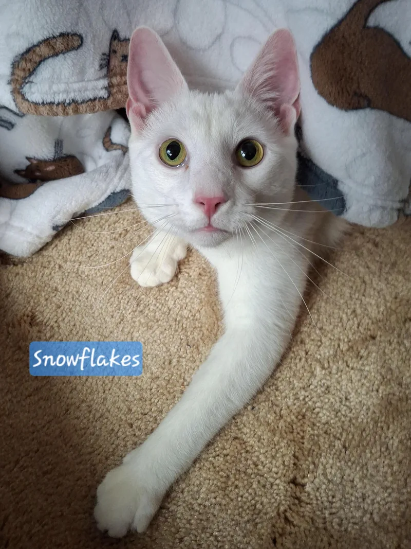 Snowflakes & Daisy thumbnail 2