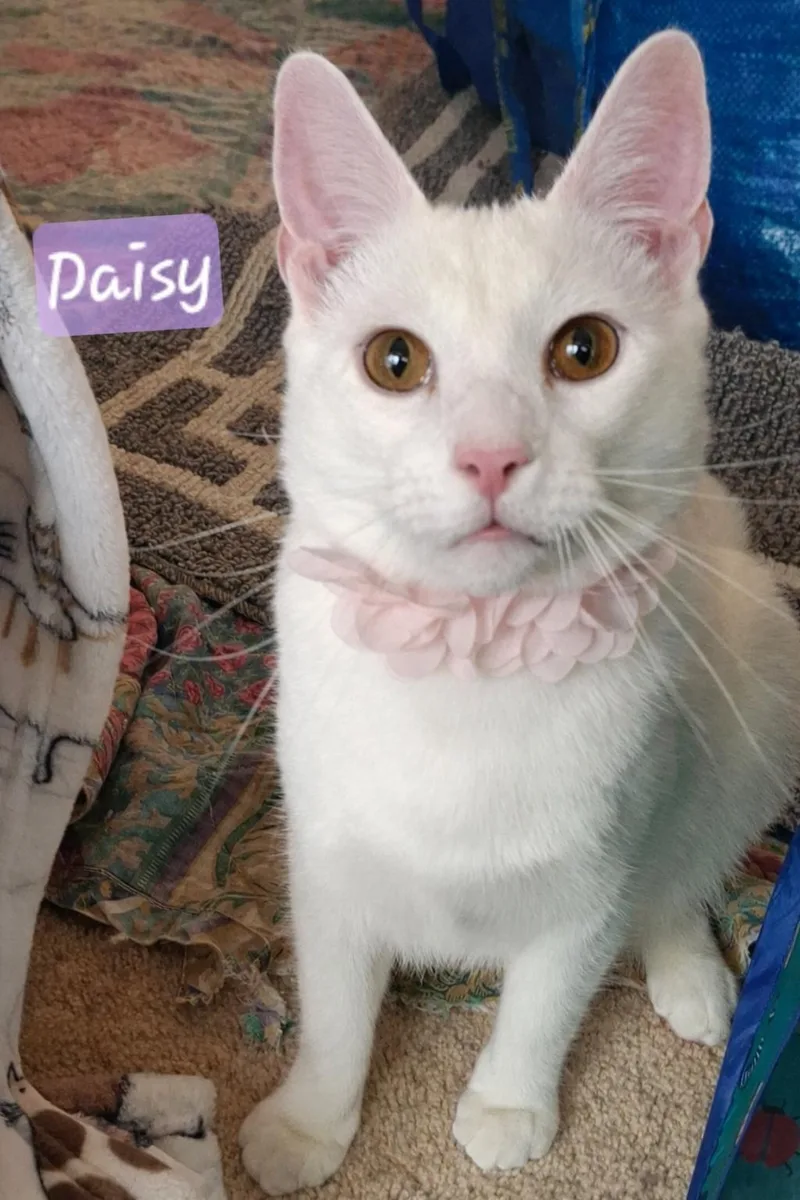 Snowflakes & Daisy thumbnail 4