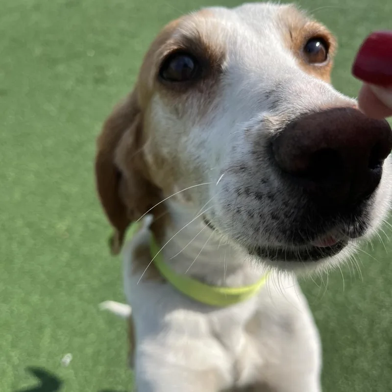 An adult medium-sized female White / Cream Hound dog named Suki for adoption in La Grange, KY
