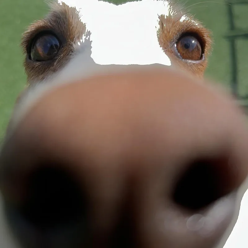 Suki thumbnail 4