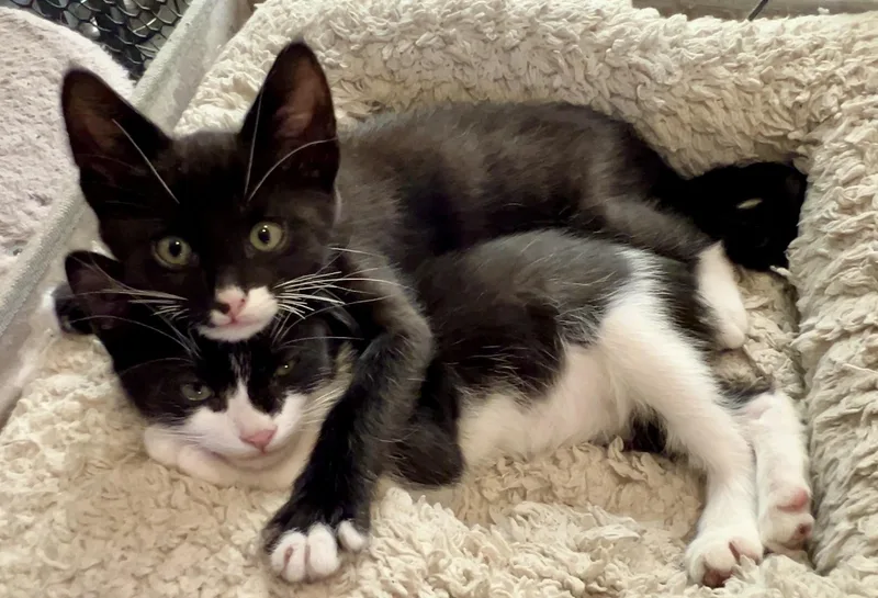 A baby medium-sized male Black & White / Tuxedo Domestic Short Hair cat named Bruce for adoption in Sherman Oaks, CA