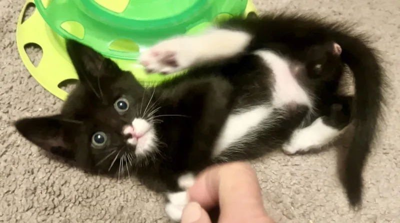 Bruce thumbnail 4