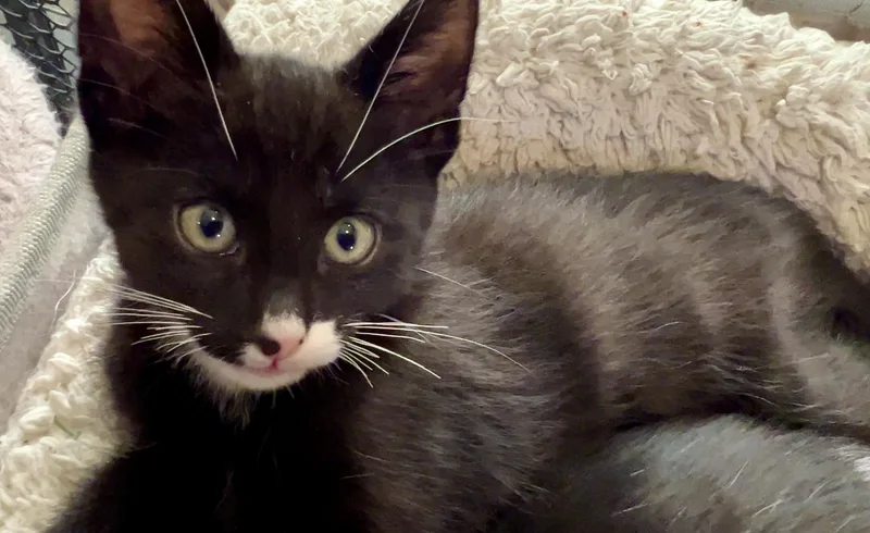Bruce thumbnail 5