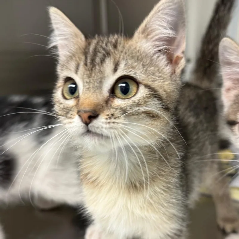A baby small-sized female Brown / Chocolate Domestic Short Hair cat named Calypso for adoption in Norman, OK